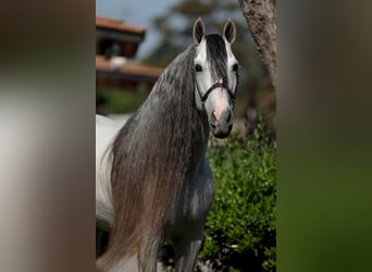 Andalusier, Hengst, 13 Jahre, 163 cm, Schimmel