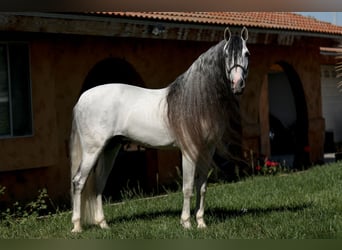 Andalusier, Hengst, 13 Jahre, 163 cm, Schimmel