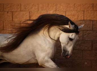 Andalusier, Hengst, 13 Jahre, 163 cm, Schimmel
