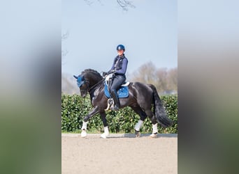 Anglo European Studbook, Hengst, 15 Jahre, 170 cm, Rappe
