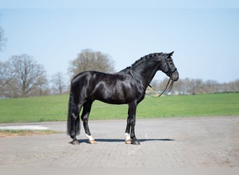Anglo European Studbook, Hengst, 15 Jahre, 170 cm, Rappe