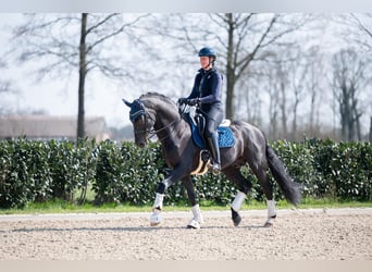 Anglo European Studbook, Hengst, 15 Jahre, 170 cm, Rappe