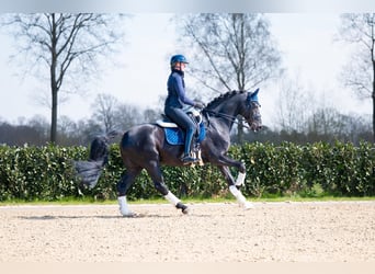 Anglo European Studbook, Hengst, 15 Jahre, 170 cm, Rappe