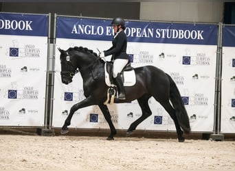 Anglo European Studbook Mix, Hengst, 4 Jahre, 162 cm, Rappe