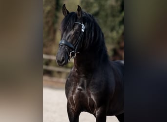 Anglo European Studbook Mix, Hengst, 4 Jahre, 162 cm, Rappe