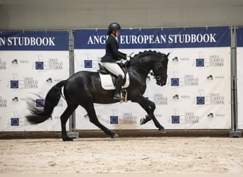 Anglo European Studbook Mix, Hengst, 4 Jahre, 162 cm, Rappe