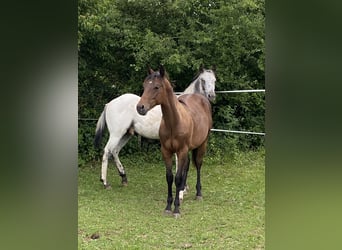 Appaloosa, Hengst, 1 Jahr, 155 cm, White