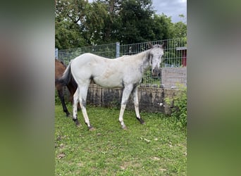 Appaloosa, Hengst, 1 Jahr, 155 cm, White