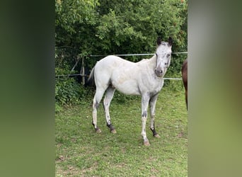 Appaloosa, Hengst, 1 Jahr, 155 cm, White