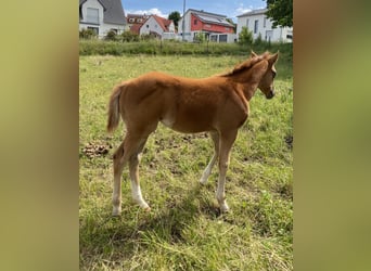 Appaloosa, Hengst, Fohlen (03/2026), 155 cm, Dunkelfuchs