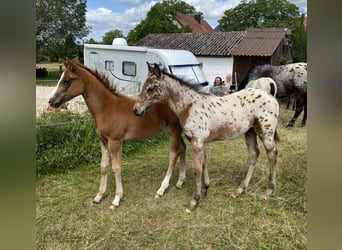 Appaloosa, Hengst, Fohlen (03/2026), 155 cm, Dunkelfuchs