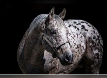 Appaloosa, Hengst, Fohlen (03/2026), 155 cm, Dunkelfuchs