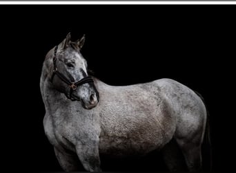 Appaloosa, Hengst, Fohlen (03/2026), 155 cm, Dunkelfuchs