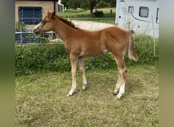 Appaloosa, Hengst, Fohlen (03/2026), 155 cm, Dunkelfuchs