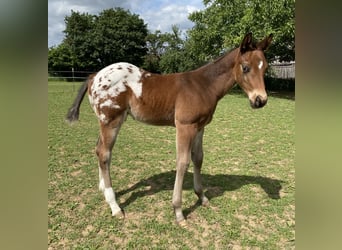 Appaloosa, Hengst, Fohlen (04/2026), 155 cm, Tigerschecke
