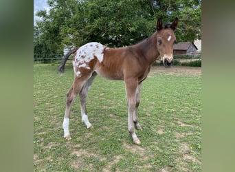 Appaloosa, Hengst, Fohlen (04/2026), 155 cm, Tigerschecke