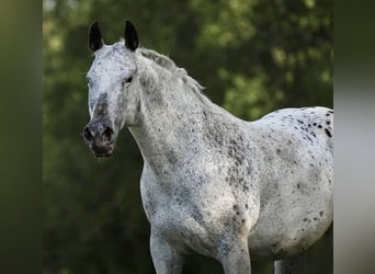 Appaloosa, Hengst, Fohlen (04/2026), 155 cm, Tigerschecke