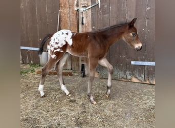 Appaloosa, Hengst, Fohlen (04/2026), 155 cm, Tigerschecke