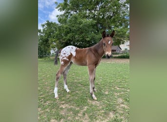 Appaloosa, Hengst, Fohlen (04/2026), 155 cm, Tigerschecke