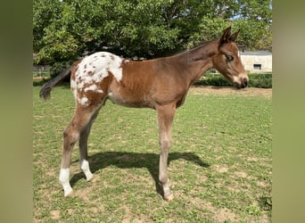Appaloosa, Hengst, Fohlen (04/2026), 155 cm, Tigerschecke