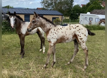 Appaloosa, Hengst, Fohlen (03/2026), 155 cm, Tigerschecke