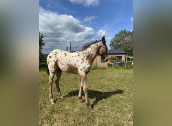 Appaloosa, Hengst, Fohlen (03/2026), 155 cm, Tigerschecke