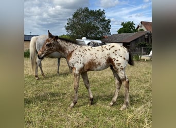 Appaloosa, Hengst, Fohlen (03/2026), 155 cm, Tigerschecke