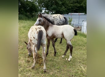 Appaloosa, Hengst, Fohlen (03/2026), 155 cm, Tigerschecke