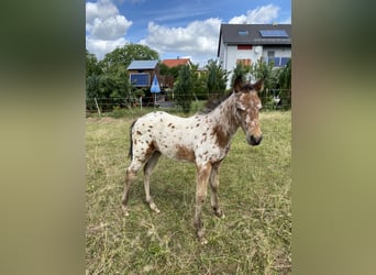 Appaloosa, Hengst, Fohlen (03/2026), 155 cm, Tigerschecke