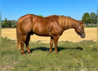 American Quarter Horse, Hengst, 3 Jahre, Fuchs, in München
