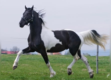 Barockpinto, Hengst, 12 Jahre, 172 cm, Tobiano-alle-Farben
