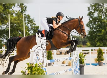 Belgisches Warmblut, Stute, Embryo, 167 cm, Rotbrauner