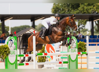 Belgisches Warmblut, Stute, Embryo, 167 cm, Rotbrauner