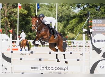 Belgisches Warmblut, Stute, Embryo, 167 cm, Rotbrauner