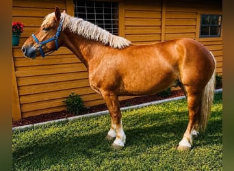 Arbeitspferd, Wallach, 5 Jahre, 165 cm, Dunkelfuchs, in Land O Lakes