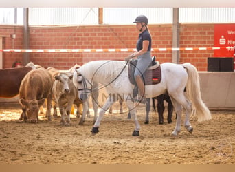 Camargue, Hengst, 8 Jahre, 144 cm, Schimmel