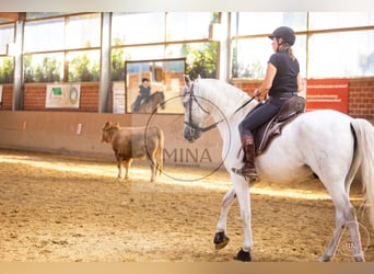 Camargue, Hengst, 8 Jahre, 144 cm, Schimmel