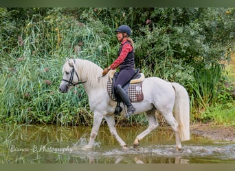 Camargue, Hengst, 8 Jahre, 144 cm, Schimmel