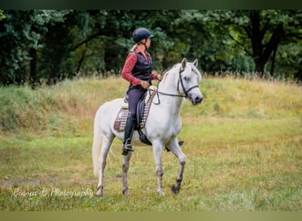 Camargue, Hengst, 8 Jahre, 144 cm, Schimmel