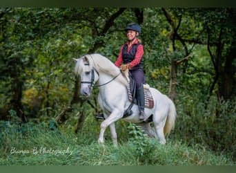 Camargue, Hengst, 8 Jahre, 144 cm, Schimmel