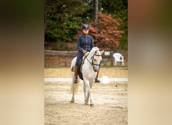 Camargue, Hengst, 8 Jahre, 144 cm, Schimmel