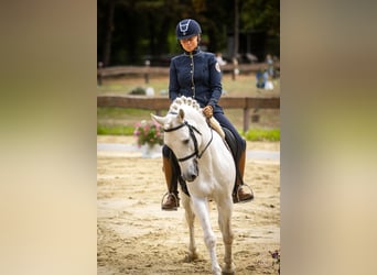 Camargue, Hengst, 8 Jahre, 144 cm, Schimmel
