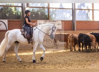 Camargue, Hengst, 8 Jahre, 144 cm, Schimmel