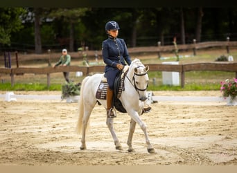 Camargue, Hengst, 8 Jahre, 144 cm, Schimmel
