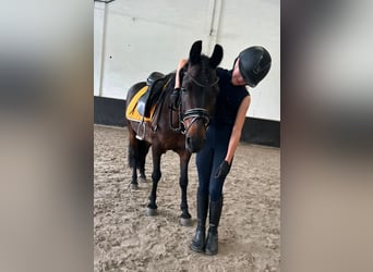 Classic Pony Mix, Stute, 14 Jahre, 125 cm, Brauner