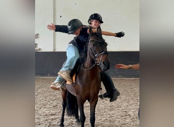 Classic Pony Mix, Stute, 14 Jahre, 125 cm, Brauner