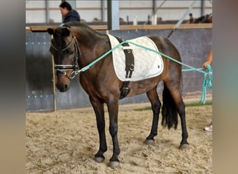Classic Pony Mix, Stute, 14 Jahre, 125 cm, Brauner