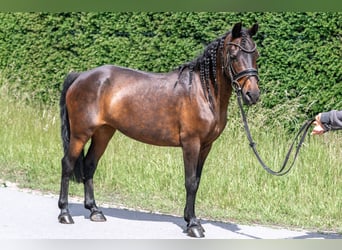 Classic Pony Mix, Stute, 14 Jahre, 125 cm, Brauner