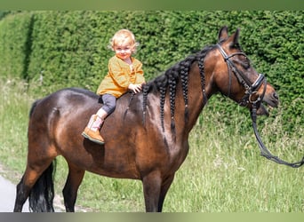 Classic Pony Mix, Stute, 14 Jahre, 125 cm, Brauner