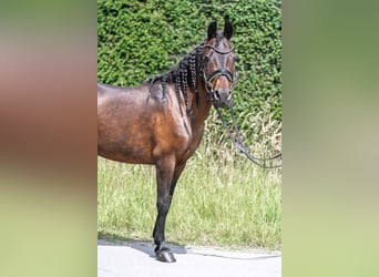 Classic Pony Mix, Stute, 14 Jahre, 125 cm, Brauner